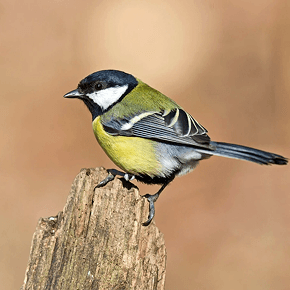 Kliento profilio nuotrauka